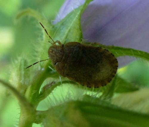 Sciocoris sp.